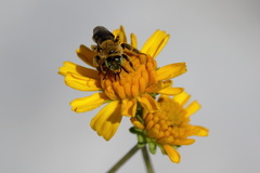 Hesperapis oraria