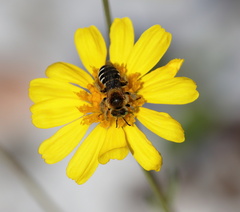 Hesperapis oraria