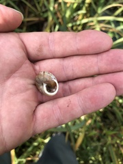 Allogona ptychophora