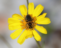 Hesperapis oraria