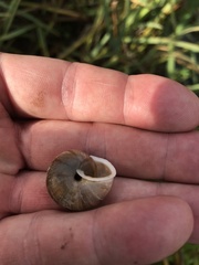 Allogona ptychophora