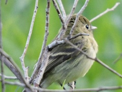 Empidonax difficilis