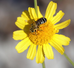 Hesperapis oraria