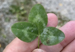 Erysiphe trifoliorum