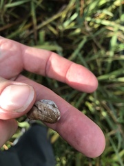 Allogona ptychophora