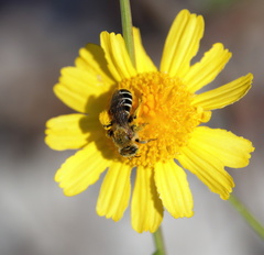 Hesperapis oraria