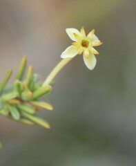 Struthiola eckloniana