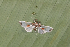 Neoleucinodes elegantalis