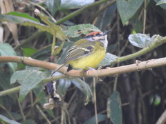 Poecilotriccus ruficeps