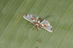 Neoleucinodes elegantalis