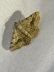 Frederickia s-signata