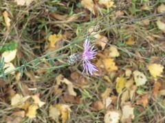 Centaurea