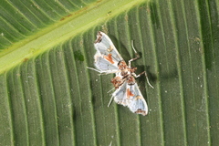 Neoleucinodes elegantilis