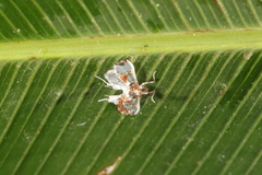 Neoleucinodes elegantilis