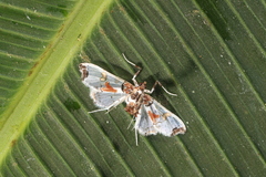 Neoleucinodes elegantilis