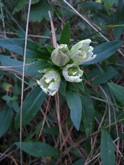 Gentiana