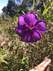 Tibouchina