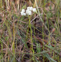 Polygala balduinii