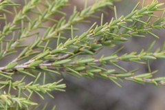 Struthiola eckloniana