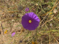 Ipomoea ternifolia