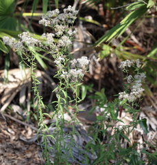 Eupatorium mohrii