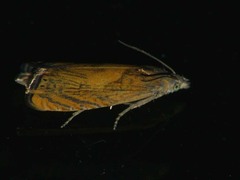 Dichrorampha flavidorsana