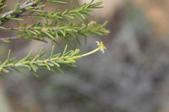 Struthiola eckloniana