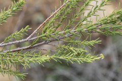 Struthiola eckloniana