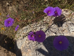 Ipomoea ternifolia