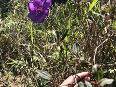 Tibouchina