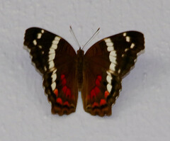 Anartia fatima colima