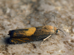 Dichrorampha flavidorsana
