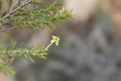Struthiola eckloniana