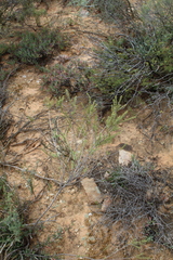 Struthiola eckloniana