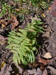 Matteuccia struthiopteris