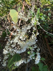 Fallopia baldschuanica