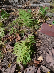 Matteuccia struthiopteris