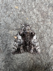 Catocala lacrymosa