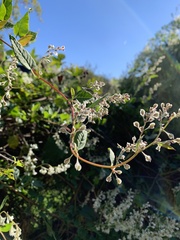 Fallopia baldschuanica