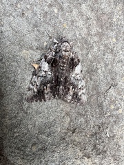 Catocala lacrymosa