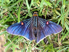 Phocides lilea