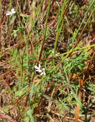 Pelargonium senecioides