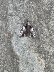 Catocala lacrymosa