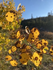 Phyllocnistis populiella