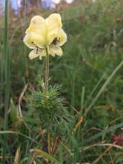 Aconitum anthora