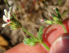 Pelargonium senecioides