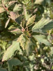 Physocarpus opulifolius
