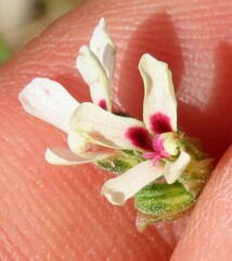 Pelargonium senecioides