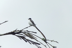 Tyrannus savana