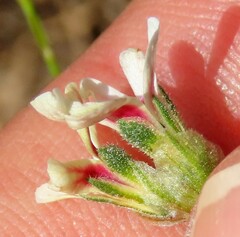 Pelargonium senecioides